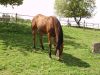 Painthorse Ranch Kozlovice